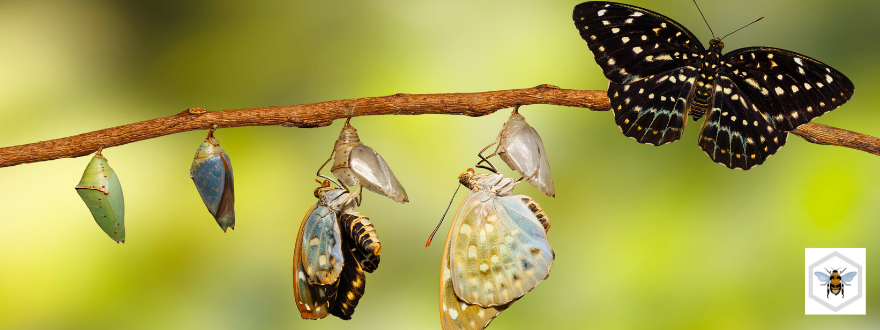 From Formulaic to Sophisticated: Transforming A Level Essay Writing